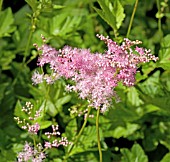 FILIPENDULA ULMARIA ROSEA