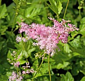 FILIPENDULA ULMARIA ROSEA