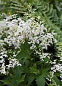 FILIPENDULA PALMATA ALBA