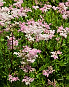 FILIPENDULA ULMARIA ROSEA