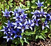 GENTIANA SEPTEMFIDA VAR LAGODECHIANA