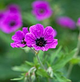 GERANIUM PSILOSTEMON