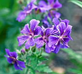 GERANIUM X MAGNIFICUM HYLANDER