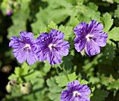 GERANIUM X MAGNIFICUM PETER YEO