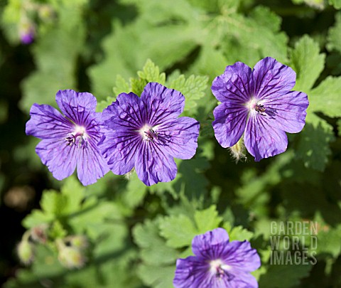 GERANIUM_X_MAGNIFICUM_PETER_YEO