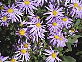 ASTER AMELLUS LAC DE GENEVE