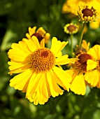 HELENIUM GOLDENE JUGEND