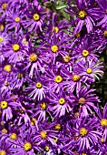 ASTER AMELLUS VEILCHENKONIGIN