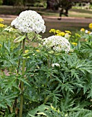 HERACLEUM MANTEGAZZIONUM