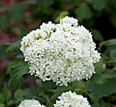 HYDRANGEA ARBORESCENS SUBSP. DISCOLOR STERILIS, (SYN. HYDRANGEA CINEREA SUBSP. DISCOLOR STERILIS)