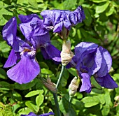 IRIS BLUE DANUBE