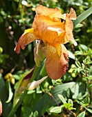 IRIS SUNSET SERENADE