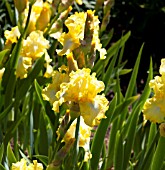 IRIS GERMANICA LEMON BROCADE