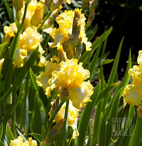 IRIS_GERMANICA_LEMON_BROCADE