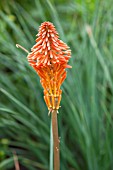 KNIPHOFIA ERECTA