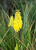 KNIPHOFIA VESTA