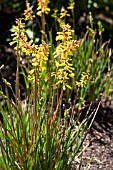 KNIPHOFIA GALPINII BAKER