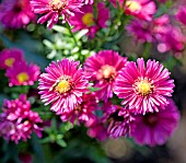 ASTER NOVI-BELGII JENNY