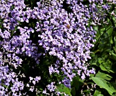 LIMONIUM PLATYPHYLLUM ROBERT BUTLER