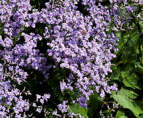 LIMONIUM_PLATYPHYLLUM_ROBERT_BUTLER