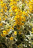 LYSIMACHIA PUNCTATA ALEXANDER