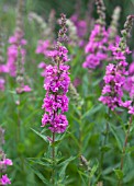 LYTHRUM SALICARIA MORDEN PINK