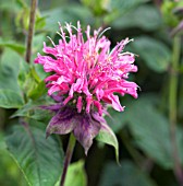 MONARDA MARSHALLS DELIGHT