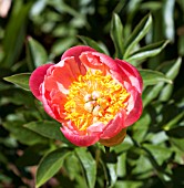 PAEONIA CORAL SUNSET