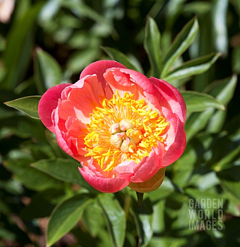 PAEONIA_CORAL_SUNSET