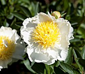 PAEONIA LACTIFLORA CHEDDAR GOLD