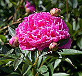 PAEONIA LACTIFLORA DOCTOR ALEXANDER FLEMING