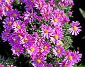 ASTER NOVI-BELGII LITTLE PINK BEAUTY