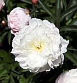 PAEONIA LACTIFLORA FESTIVA MAXIMA