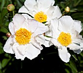 PAEONIA LACTIFLORA KRINKLED WHITE