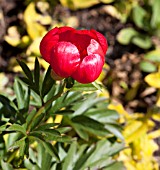 PAEONIA PEREGRINA OTTO FROEBEL