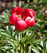 PAEONIA PEREGRINA OTTO FROEBEL