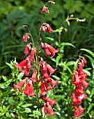 PENSTEMON KING GEORGE