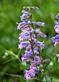 PENSTEMON KNIGHTWICK