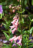 PENSTEMON MACPENNYS PINK