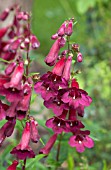 PENSTEMON RICH RUBY