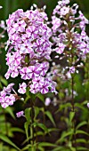 PHLOX MACULATA NATASCHA