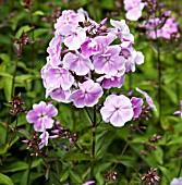 PHLOX PANICULATA FRANZ SCHUBERT