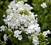 PHLOX PANICULATA FUJIYAMA