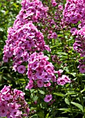 PHLOX PANICULATA VISIONS