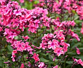 PHLOX PANICULATA WINDSOR