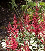 ASTILBE MONTGOMERY