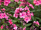 PHLOX PANICULATA WINDSOR