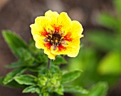 POTENTILLA ESTA ANN