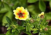 POTENTILLA ESTA ANN