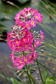 PRIMULA BEESIANA